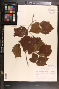 Vitis rotundifolia image