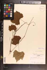 Vitis rotundifolia image