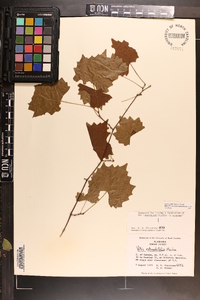 Vitis rotundifolia image