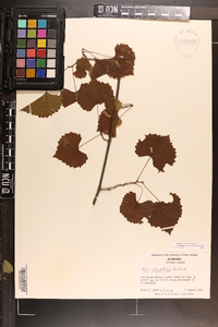 Vitis rotundifolia image