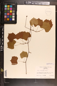 Vitis rotundifolia image