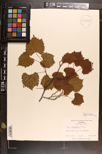 Vitis rotundifolia image