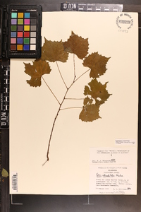 Vitis rotundifolia image