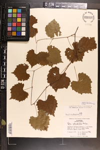 Vitis rotundifolia image