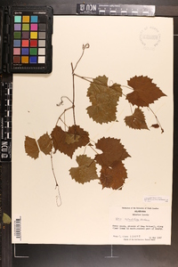 Vitis rotundifolia image