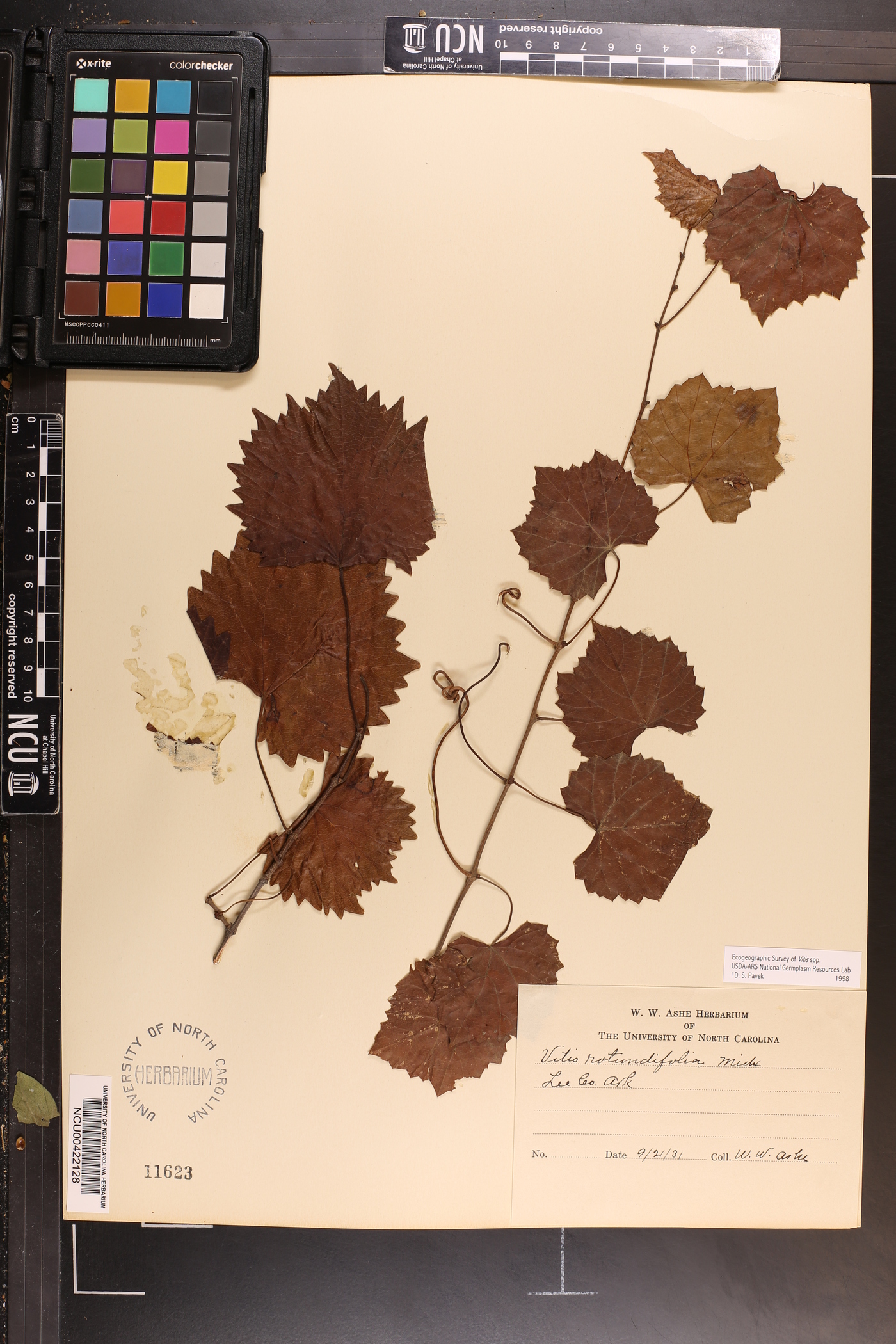 Vitis rotundifolia image