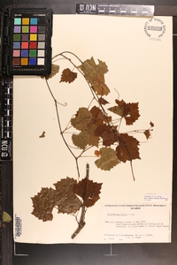 Vitis rotundifolia image