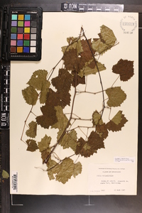 Vitis rotundifolia image