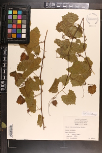 Vitis rotundifolia image