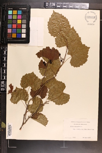 Vitis rotundifolia image