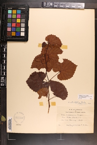 Vitis rotundifolia image