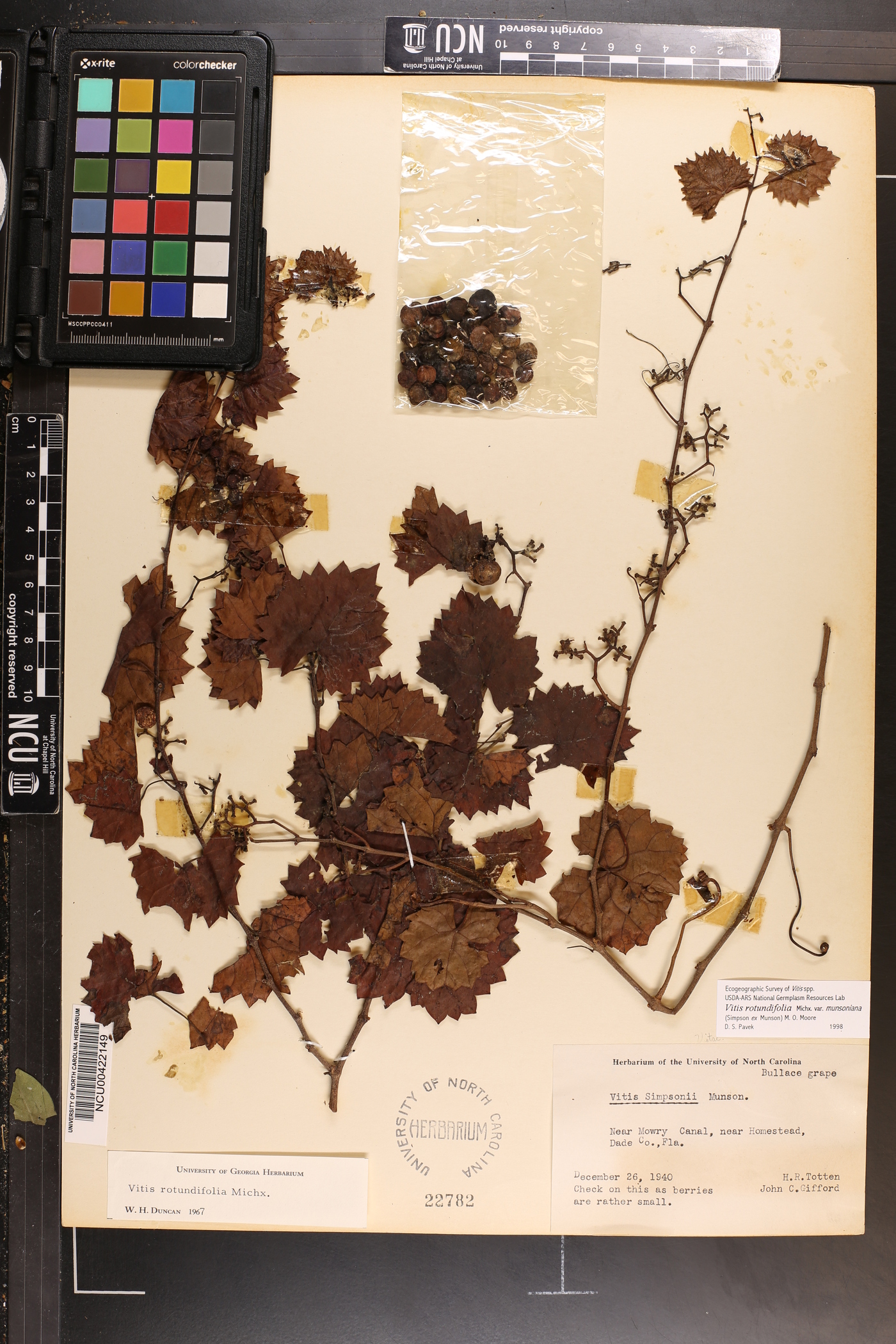 Vitis rotundifolia image