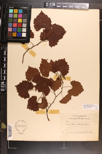 Vitis rotundifolia image