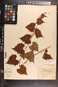 Vitis rotundifolia image