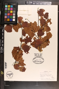 Vitis rotundifolia image