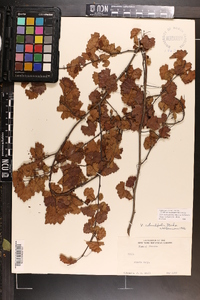 Vitis rotundifolia image