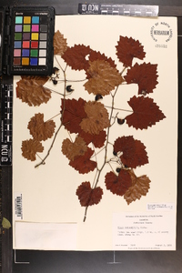 Vitis rotundifolia image