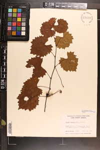 Vitis rotundifolia image