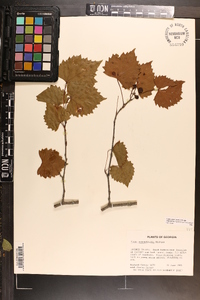 Vitis rotundifolia image