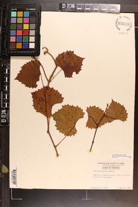 Vitis rotundifolia image