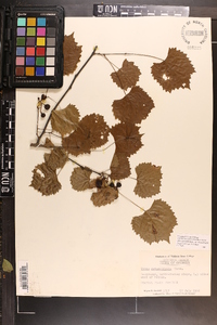 Vitis rotundifolia image