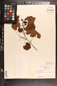 Vitis rotundifolia image