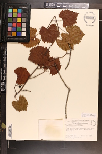 Vitis rotundifolia image