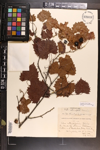 Vitis rotundifolia image