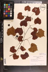 Vitis rotundifolia image