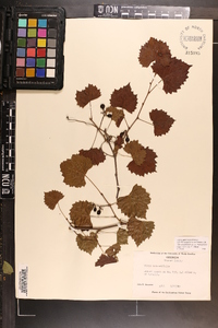 Vitis rotundifolia image