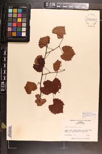 Vitis rotundifolia image