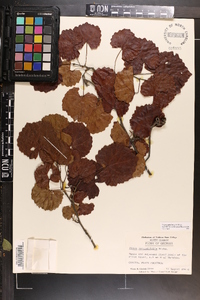 Vitis rotundifolia image