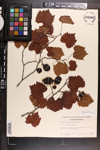 Vitis rotundifolia image