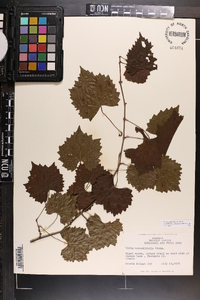 Vitis rotundifolia image