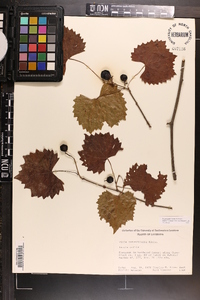 Vitis rotundifolia image