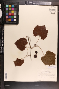 Vitis rotundifolia image