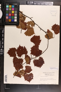 Vitis rotundifolia image