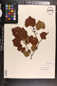 Vitis rotundifolia image