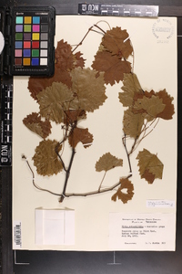 Vitis rotundifolia image