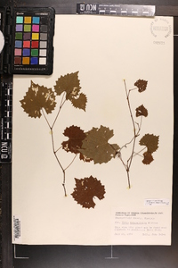 Vitis rotundifolia image