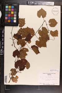 Vitis rotundifolia image