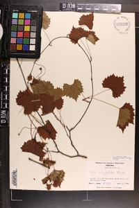 Vitis rotundifolia image