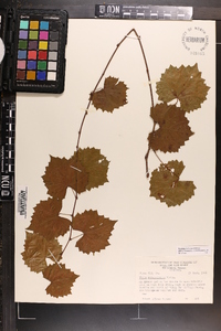 Vitis rotundifolia image