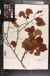 Vitis rotundifolia image