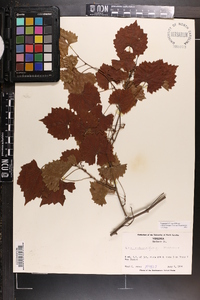 Vitis rotundifolia image