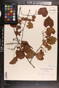 Vitis rotundifolia image