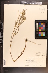 Lythrum lineare image