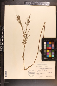 Lythrum lineare image