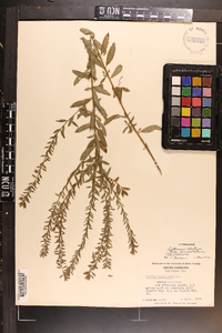 Lythrum alatum var. lanceolatum image