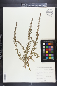 Lythrum alatum var. lanceolatum image